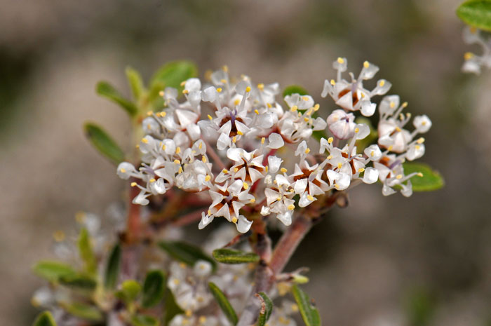 Ceanothus fendleri, Fendler's Ceanothus